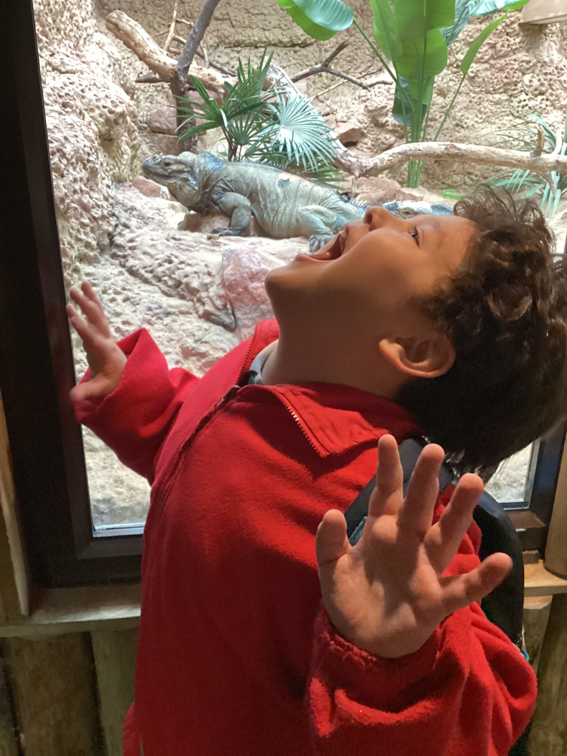 Rowan School learners enjoying an educational visit to Dudley Zoo