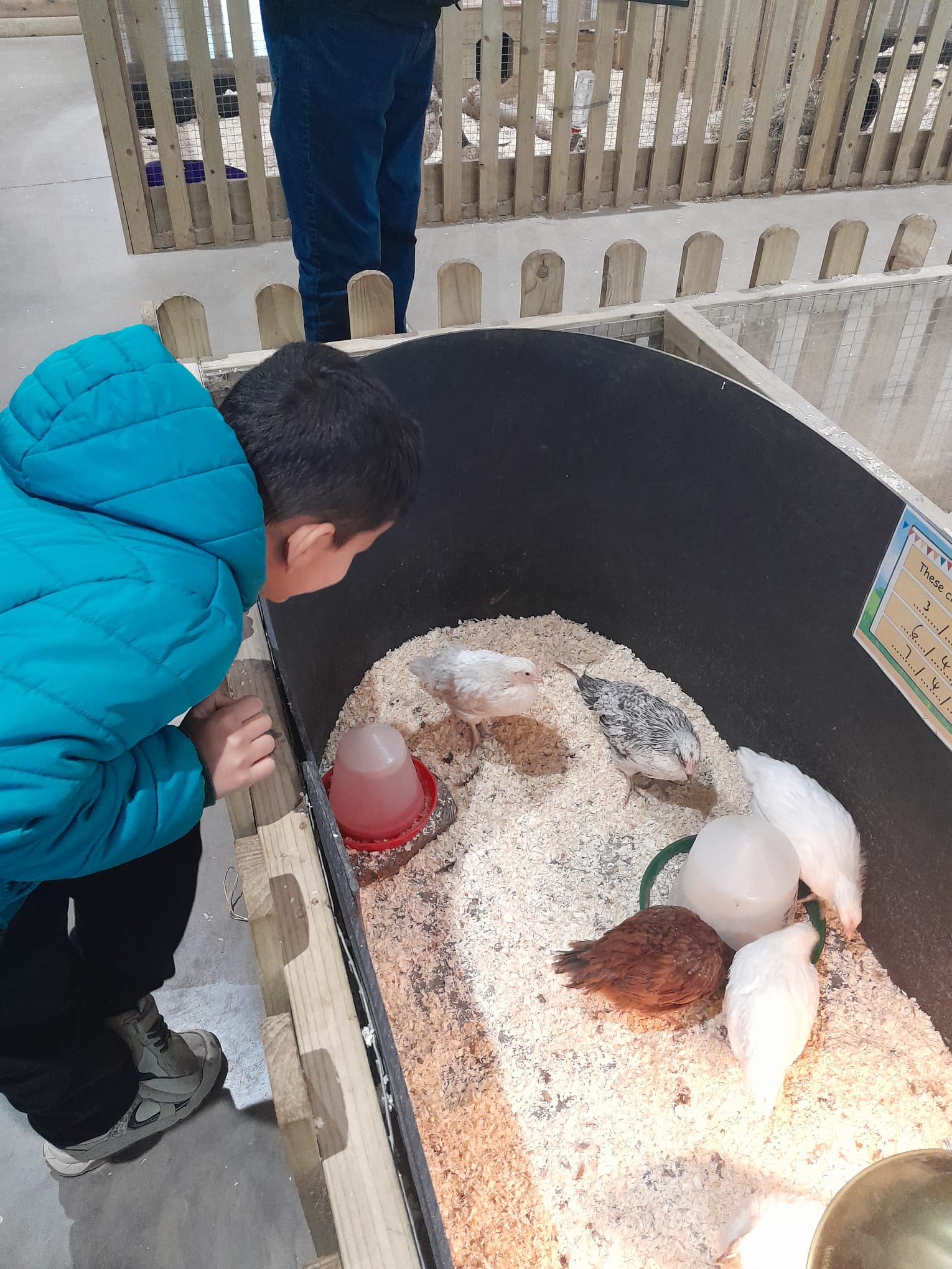 Oak Class enjoys sensory and hands-on learning opportunities while visiting Little Owl Farm Park in May 2026.