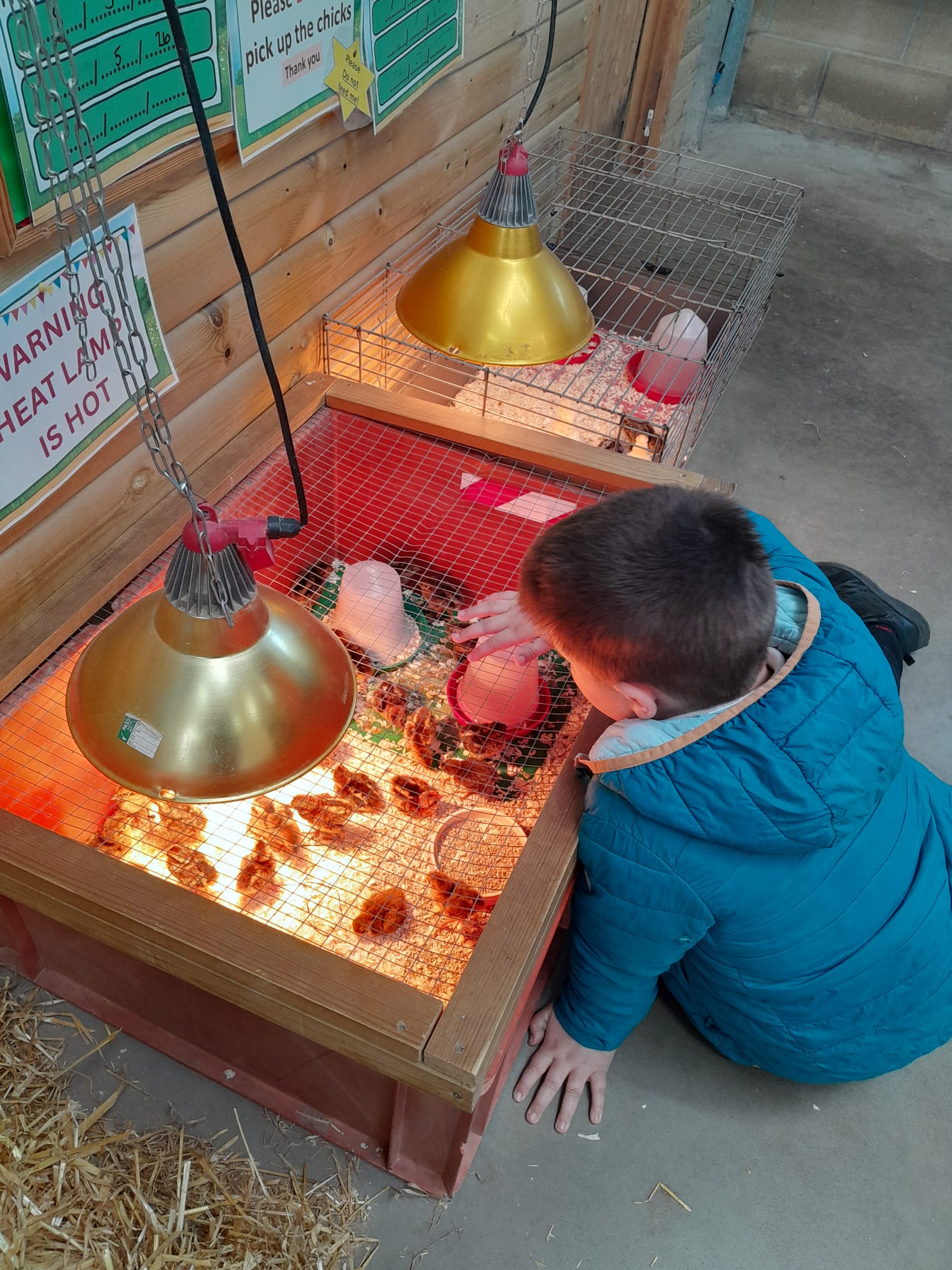 Rowan School learners take part in interactive farm experiences including feeding animals and role play at Little Owl Farm Park.