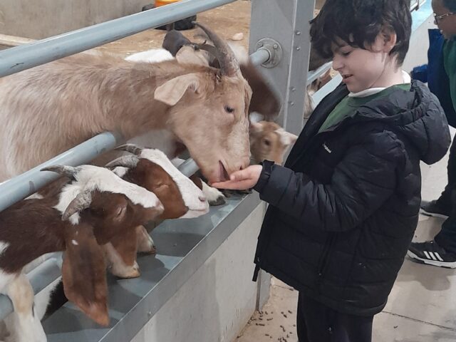 Oak Class Enjoys Educational Farm Visit to Little Owl Farm Park