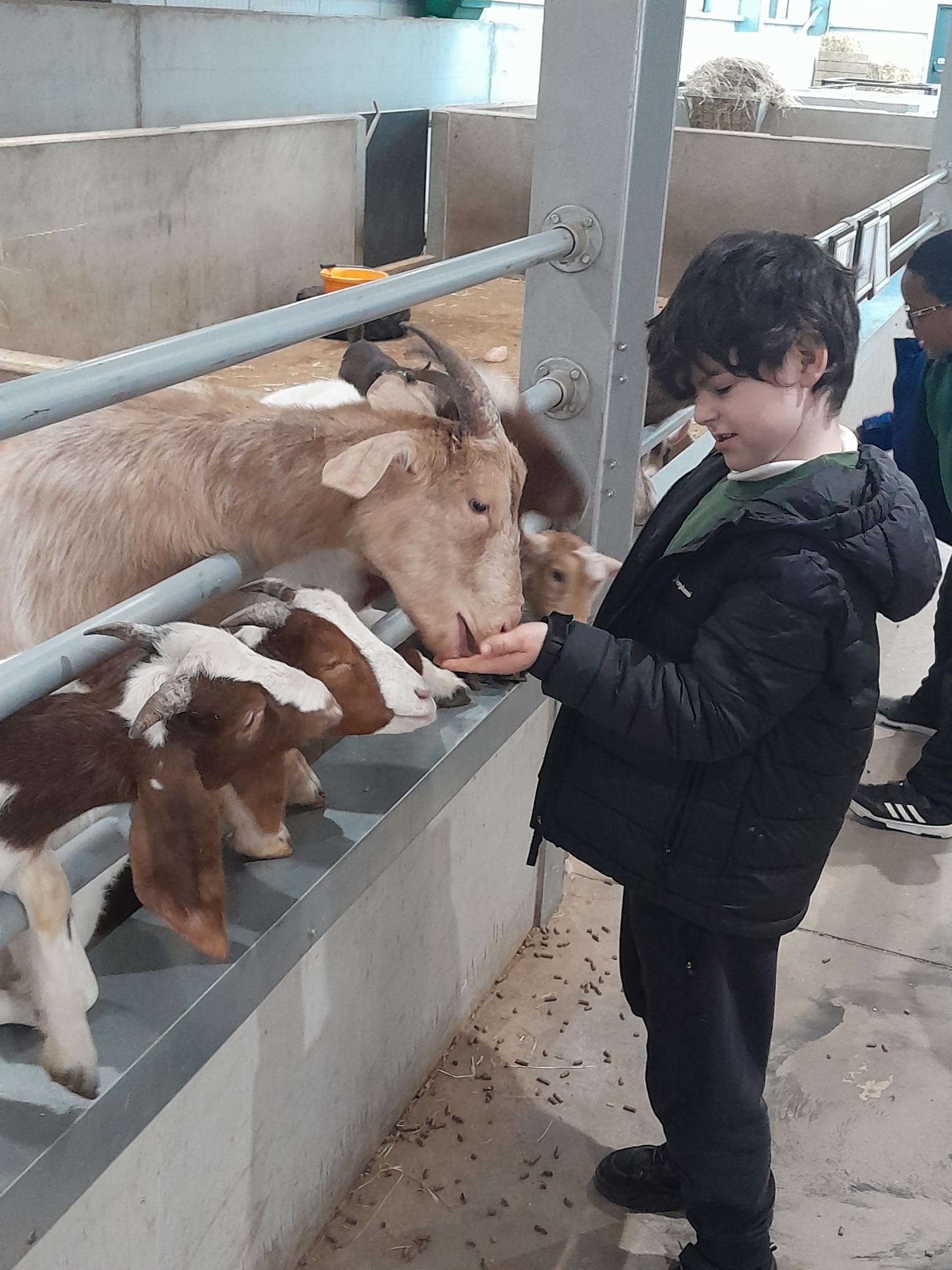 Learners from Oak Class develop confidence and curiosity through animal interaction and outdoor learning activities at Little Owl Farm Park.