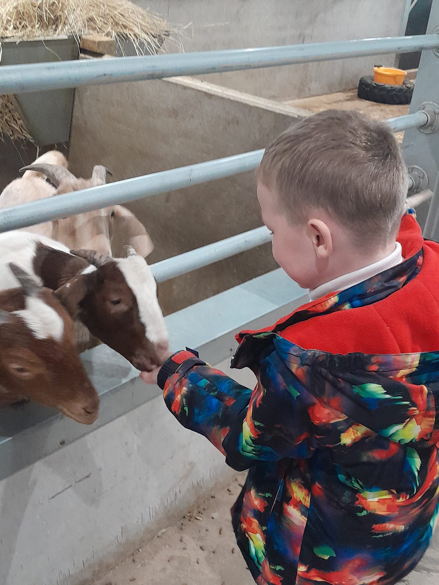 Learners from Rowan School enjoy feeding farm animals during an educational visit to Little Owl Farm Park on 13th May 2026.
