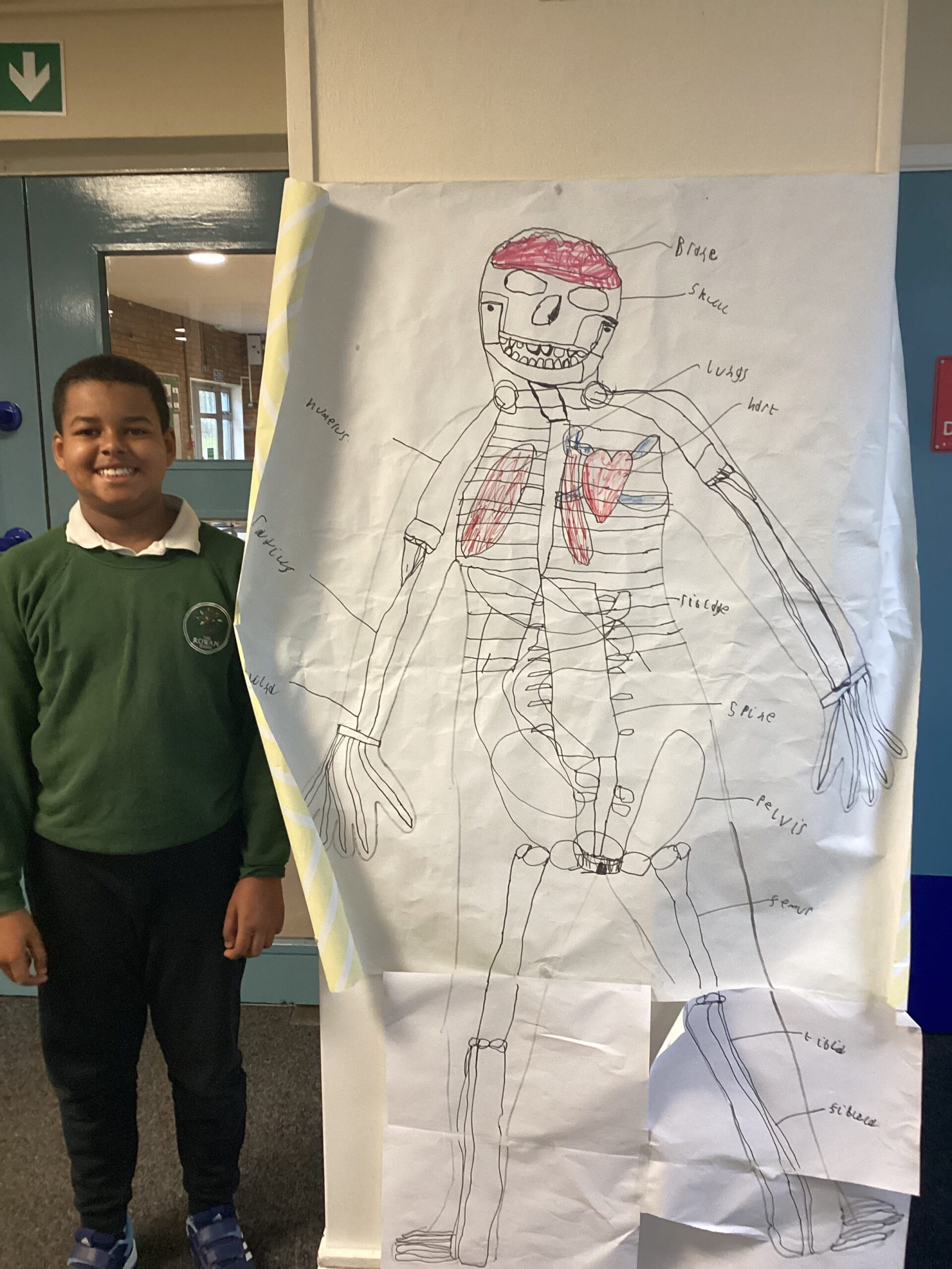Learners at The Rowan School identify and label the main bones and organs of the human body, developing scientific knowledge through collaborative learning.